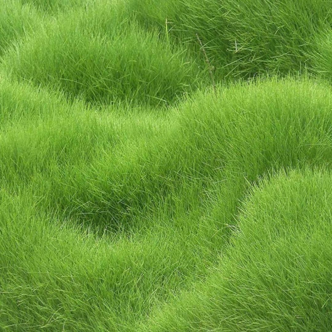 All Seasons Evergreen Dwarf Grass Seeds 200gm-(Buy1Get1 Free)
