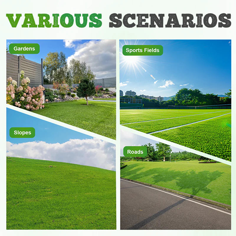 All Seasons Evergreen Dwarf Grass Seeds 200gm-(Buy1Get1 Free)